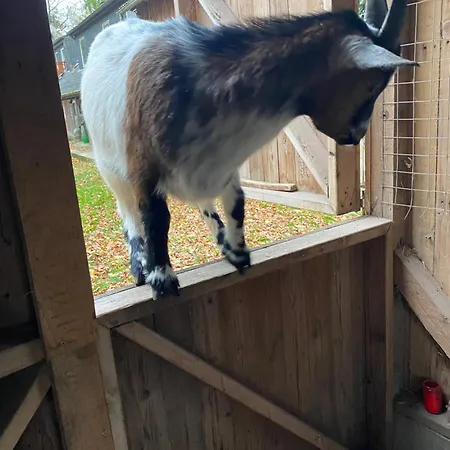 Ferienwohnung Auf Einem Resthof Zentral Gelegen Mit Viel Natur Und Tieren Rendswuhren Zewnętrze zdjęcie